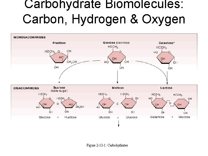 Carbohydrate Biomolecules: Carbon, Hydrogen & Oxygen Figure 2 -13 -1: Carbohydrates 
