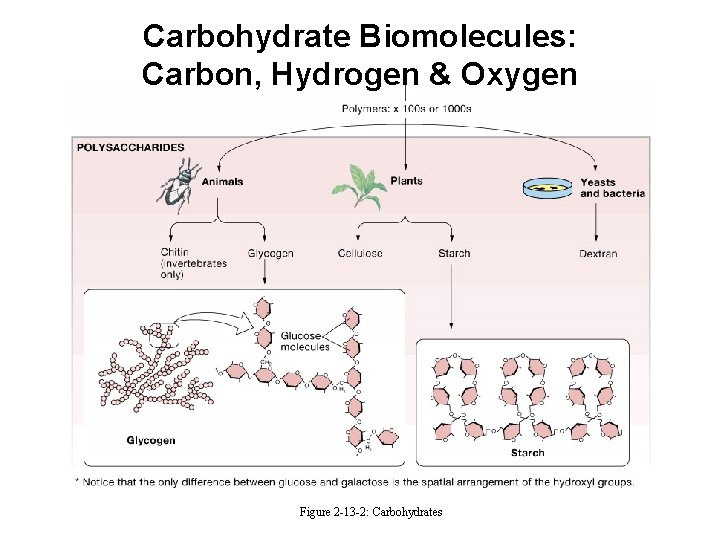 Carbohydrate Biomolecules: Carbon, Hydrogen & Oxygen Figure 2 -13 -2: Carbohydrates 