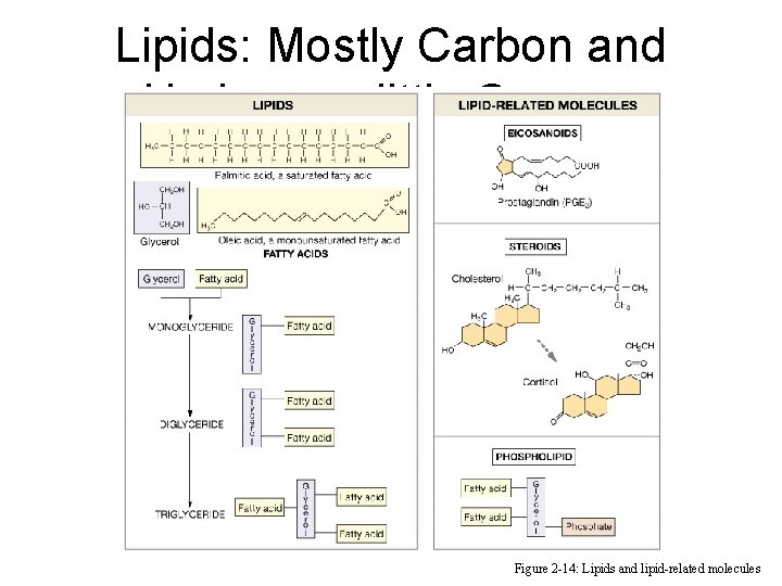 Lipids: Mostly Carbon and Hydrogen; little Oxygen Figure 2 -14: Lipids and lipid-related molecules