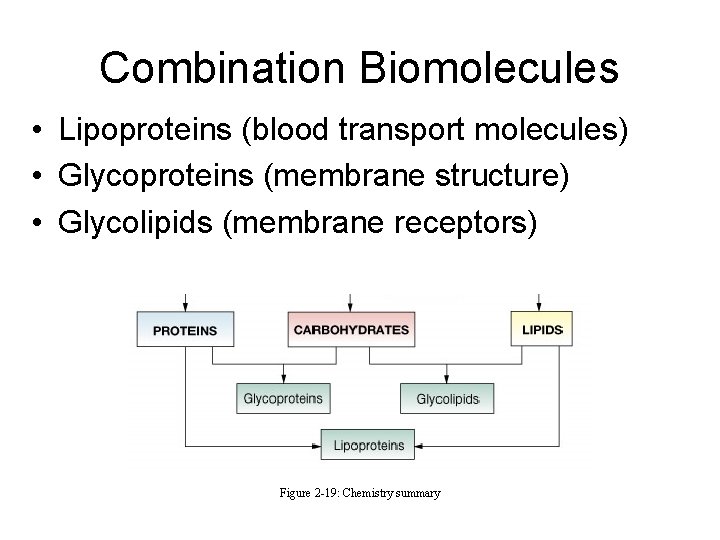 Combination Biomolecules • Lipoproteins (blood transport molecules) • Glycoproteins (membrane structure) • Glycolipids (membrane