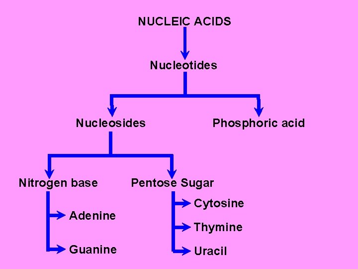 NUCLEIC ACIDS Nucleotides Nucleosides Nitrogen base Adenine Guanine Phosphoric acid Pentose Sugar Cytosine Thymine