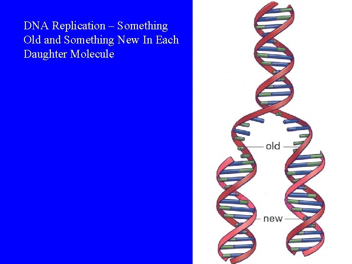 DNA Replication – Something Old and Something New In Each Daughter Molecule 