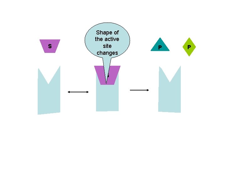 S Shape of the active site changes S P P 