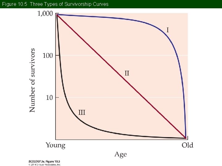 Figure 10. 5 Three Types of Survivorship Curves 