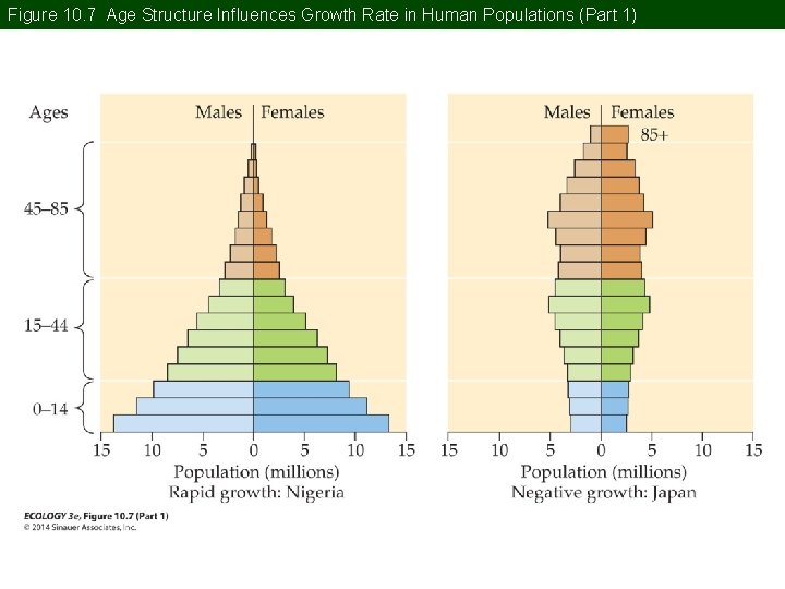 Figure 10. 7 Age Structure Influences Growth Rate in Human Populations (Part 1) 