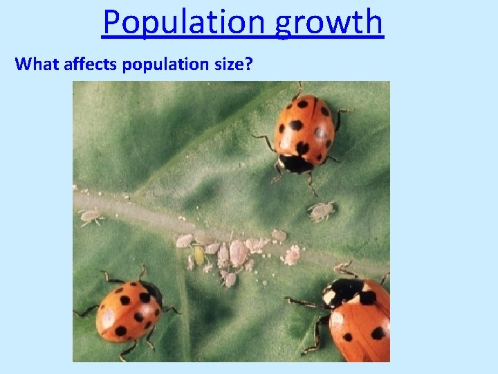 Population growth What affects population size? 