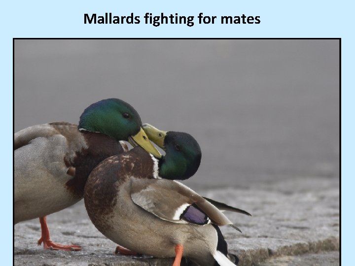 Mallards fighting for mates 