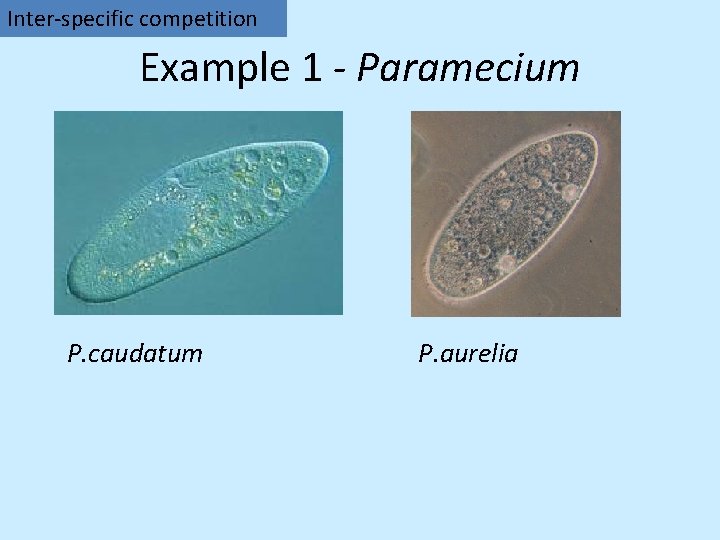 Inter-specific competition Example 1 - Paramecium P. caudatum P. aurelia 