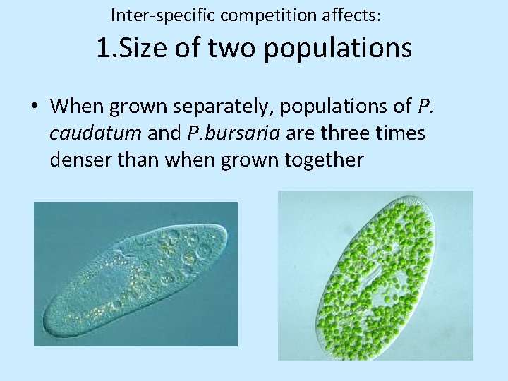 Inter-specific competition affects: 1. Size of two populations • When grown separately, populations of