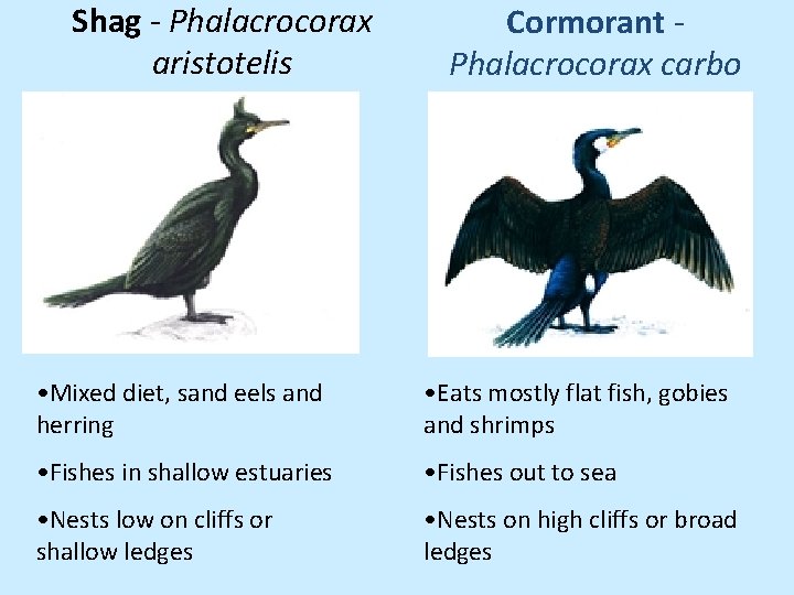 Shag - Phalacrocorax aristotelis Cormorant Phalacrocorax carbo • Mixed diet, sand eels and herring