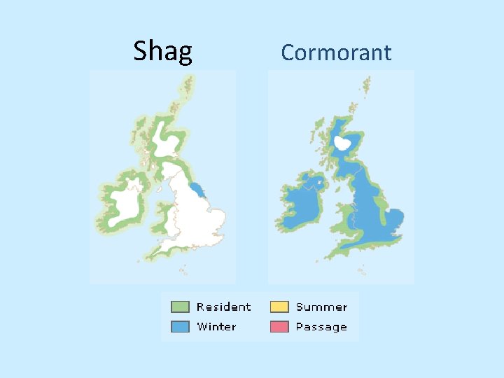 Shag Cormorant 