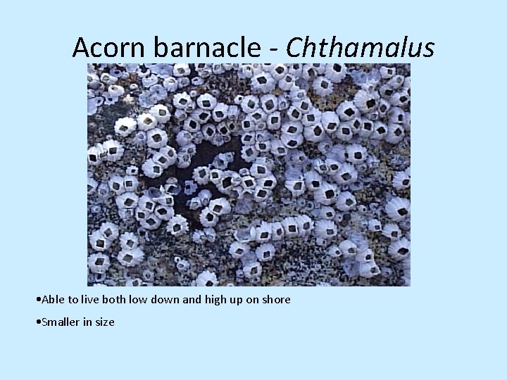 Acorn barnacle - Chthamalus • Able to live both low down and high up
