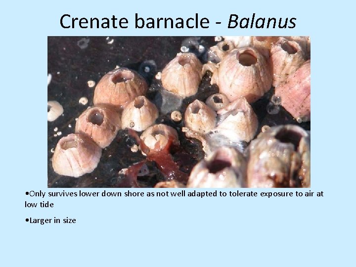 Crenate barnacle - Balanus • Only survives lower down shore as not well adapted