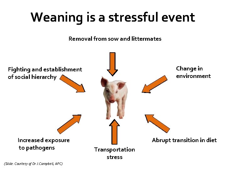 Weaning is a stressful event Removal from sow and littermates Change in environment Fighting