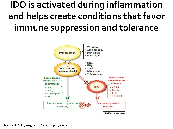 IDO is activated during inflammation and helps create conditions that favor immune suppression and