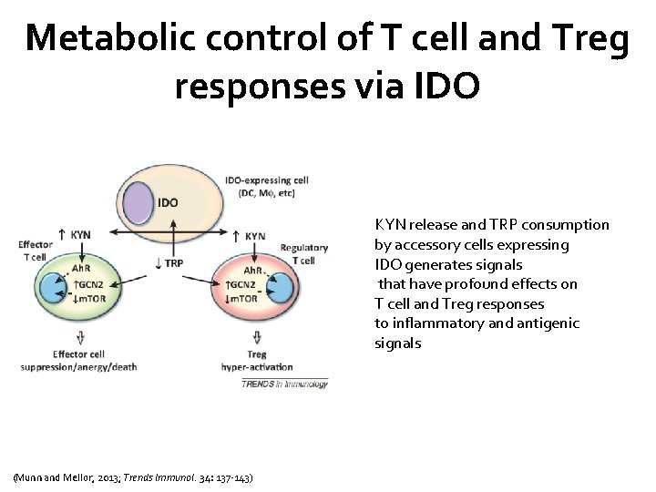 Metabolic control of T cell and Treg responses via IDO KYN release and TRP