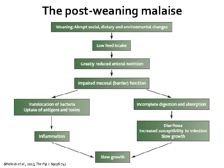 The post-weaning malaise (Wellock et al. , 2013; The Pig J. 69: 56 -74)