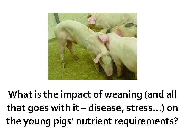 What is the impact of weaning (and all that goes with it – disease,