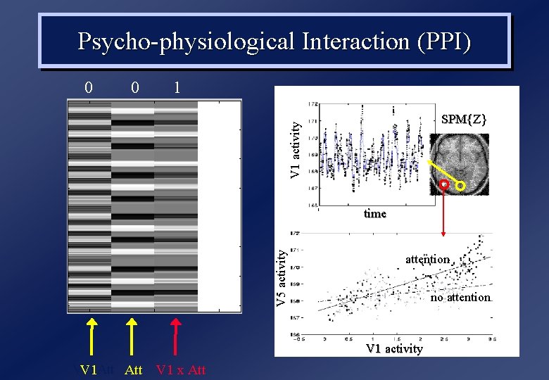 Psycho-physiological Interaction (PPI) 0 1 SPM{Z} V 1 activity 0 V 5 activity time