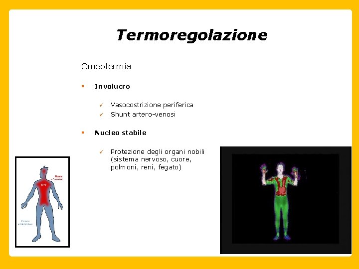 Termoregolazione Omeotermia § Involucro ü ü § Vasocostrizione periferica Shunt artero-venosi Nucleo stabile ü