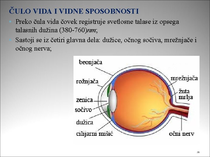 ČULO VIDA I VIDNE SPOSOBNOSTI • Preko čula vida čovek registruje svetlosne talase iz