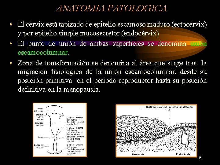 ANATOMIA PATOLOGICA • El cérvix está tapizado de epitelio escamoso maduro (ectocérvix) y por