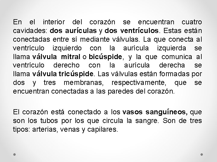 En el interior del corazón se encuentran cuatro cavidades: dos aurículas y dos ventrículos.