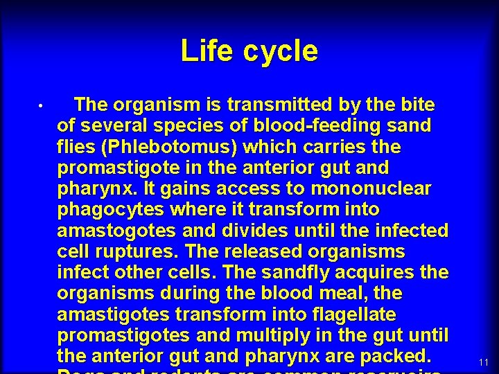 Life cycle • The organism is transmitted by the bite of several species of