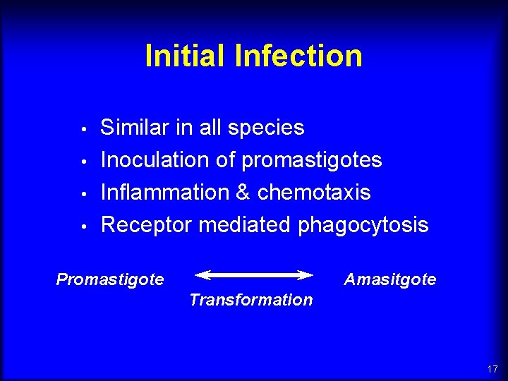 Initial Infection • • Similar in all species Inoculation of promastigotes Inflammation & chemotaxis