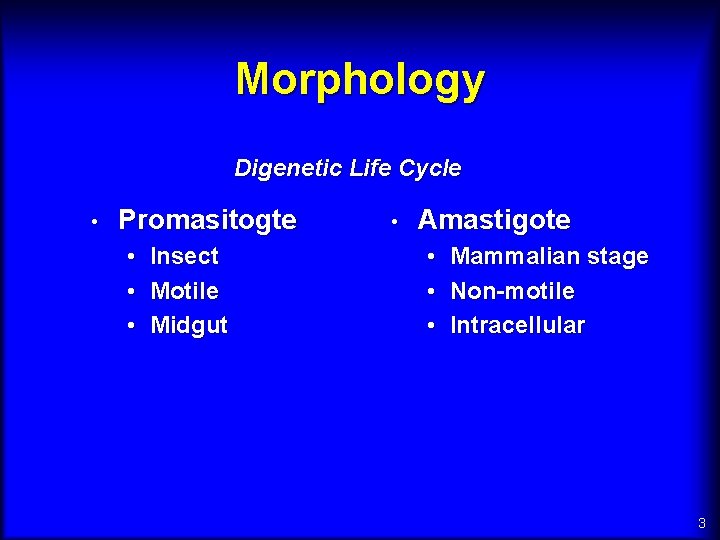 Morphology Digenetic Life Cycle • Promasitogte • Insect • Motile • Midgut • Amastigote