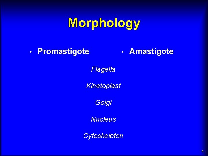 Morphology • Promastigote • Amastigote Flagella Kinetoplast Golgi Nucleus Cytoskeleton 4 