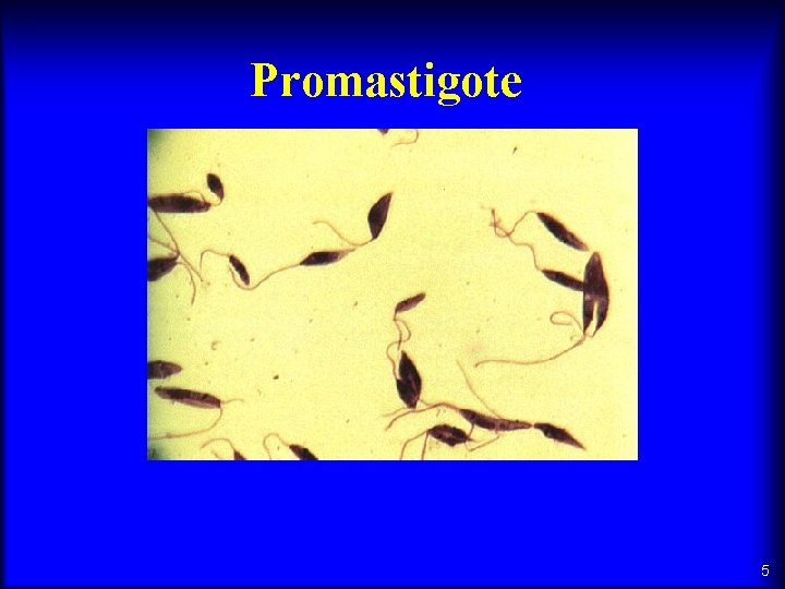 Promastigote 5 