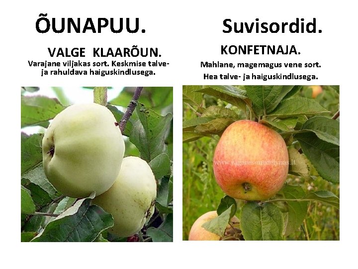 ÕUNAPUU. VALGE KLAARÕUN. Varajane viljakas sort. Keskmise talveja rahuldava haiguskindlusega. Suvisordid. KONFETNAJA. Mahlane, magemagus ÕUNAPUU. VALGE KLAARÕUN. Varajane viljakas sort. Keskmise talveja rahuldava haiguskindlusega. Suvisordid. KONFETNAJA. Mahlane, magemagus
