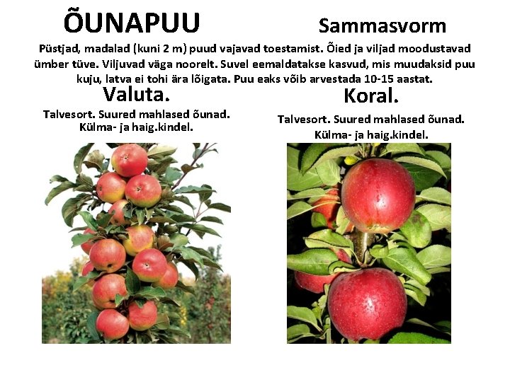 ÕUNAPUU Sammasvorm Püstjad, madalad (kuni 2 m) puud vajavad toestamist. Õied ja viljad moodustavad ÕUNAPUU Sammasvorm Püstjad, madalad (kuni 2 m) puud vajavad toestamist. Õied ja viljad moodustavad