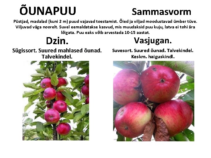 ÕUNAPUU Sammasvorm Püstjad, madalad (kuni 2 m) puud vajavad toestamist. Õied ja viljad moodustavad ÕUNAPUU Sammasvorm Püstjad, madalad (kuni 2 m) puud vajavad toestamist. Õied ja viljad moodustavad