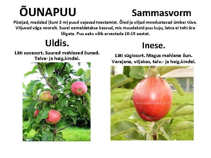ÕUNAPUU Sammasvorm Püstjad, madalad (kuni 2 m) puud vajavad toestamist. Õied ja viljad moodustavad ÕUNAPUU Sammasvorm Püstjad, madalad (kuni 2 m) puud vajavad toestamist. Õied ja viljad moodustavad
