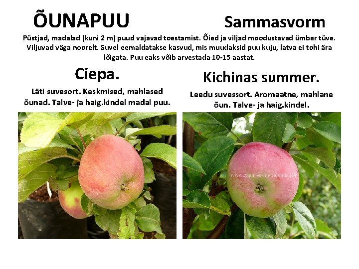 ÕUNAPUU Sammasvorm Püstjad, madalad (kuni 2 m) puud vajavad toestamist. Õied ja viljad moodustavad ÕUNAPUU Sammasvorm Püstjad, madalad (kuni 2 m) puud vajavad toestamist. Õied ja viljad moodustavad