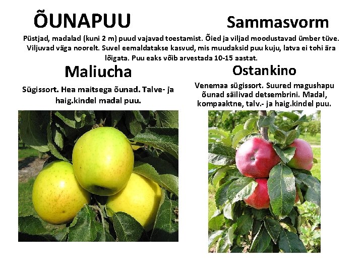ÕUNAPUU Sammasvorm Püstjad, madalad (kuni 2 m) puud vajavad toestamist. Õied ja viljad moodustavad ÕUNAPUU Sammasvorm Püstjad, madalad (kuni 2 m) puud vajavad toestamist. Õied ja viljad moodustavad