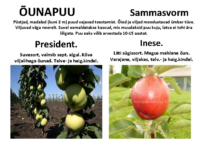 ÕUNAPUU Sammasvorm Püstjad, madalad (kuni 2 m) puud vajavad toestamist. Õied ja viljad moodustavad ÕUNAPUU Sammasvorm Püstjad, madalad (kuni 2 m) puud vajavad toestamist. Õied ja viljad moodustavad