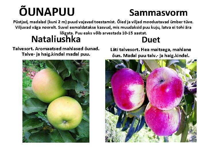 ÕUNAPUU Sammasvorm Püstjad, madalad (kuni 2 m) puud vajavad toestamist. Õied ja viljad moodustavad ÕUNAPUU Sammasvorm Püstjad, madalad (kuni 2 m) puud vajavad toestamist. Õied ja viljad moodustavad