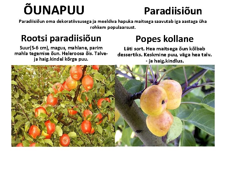 ÕUNAPUU Paradiisiõun oma dekoratiivsusega ja meeldiva hapuka maitsega saavutab iga aastaga üha rohkem populaarsust. ÕUNAPUU Paradiisiõun oma dekoratiivsusega ja meeldiva hapuka maitsega saavutab iga aastaga üha rohkem populaarsust.