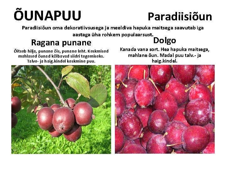 ÕUNAPUU Paradiisiõun oma dekoratiivsusega ja meeldiva hapuka maitsega saavutab iga aastaga üha rohkem populaarsust. ÕUNAPUU Paradiisiõun oma dekoratiivsusega ja meeldiva hapuka maitsega saavutab iga aastaga üha rohkem populaarsust.