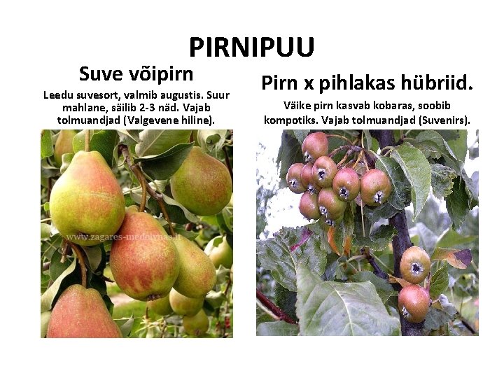 PIRNIPUU Suve võipirn Leedu suvesort, valmib augustis. Suur mahlane, säilib 2 -3 näd. Vajab PIRNIPUU Suve võipirn Leedu suvesort, valmib augustis. Suur mahlane, säilib 2 -3 näd. Vajab