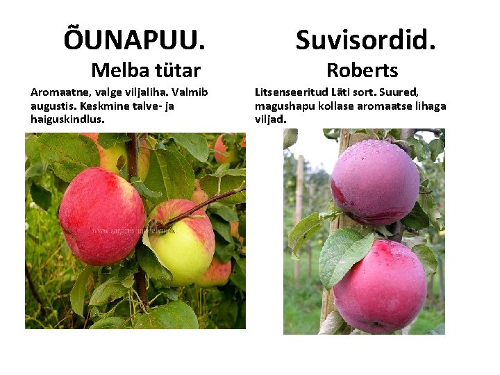 ÕUNAPUU. Melba tütar Aromaatne, valge viljaliha. Valmib augustis. Keskmine talve- ja haiguskindlus. Suvisordid. Roberts ÕUNAPUU. Melba tütar Aromaatne, valge viljaliha. Valmib augustis. Keskmine talve- ja haiguskindlus. Suvisordid. Roberts