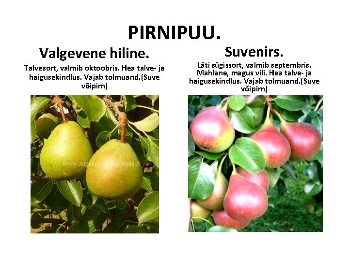 PIRNIPUU. Valgevene hiline. Talvesort, valmib oktoobris. Hea talve- ja haigusekindlus. Vajab tolmuand. (Suve võipirn) PIRNIPUU. Valgevene hiline. Talvesort, valmib oktoobris. Hea talve- ja haigusekindlus. Vajab tolmuand. (Suve võipirn)