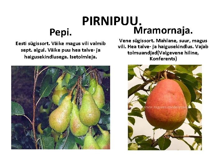Pepi. PIRNIPUU. Eesti sügissort. Väike magus vili valmib sept. algul. Väike puu hea talve- Pepi. PIRNIPUU. Eesti sügissort. Väike magus vili valmib sept. algul. Väike puu hea talve-