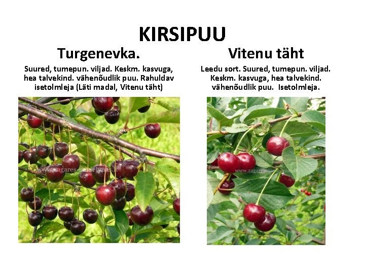 KIRSIPUU Turgenevka. Vitenu täht Suured, tumepun. viljad. Keskm. kasvuga, hea talvekind. vähenõudlik puu. Rahuldav KIRSIPUU Turgenevka. Vitenu täht Suured, tumepun. viljad. Keskm. kasvuga, hea talvekind. vähenõudlik puu. Rahuldav