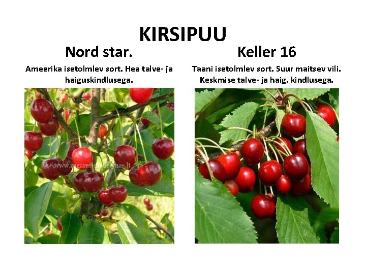 Nord star. KIRSIPUU Ameerika isetolmlev sort. Hea talve- ja haiguskindlusega. Keller 16 Taani isetolmlev Nord star. KIRSIPUU Ameerika isetolmlev sort. Hea talve- ja haiguskindlusega. Keller 16 Taani isetolmlev