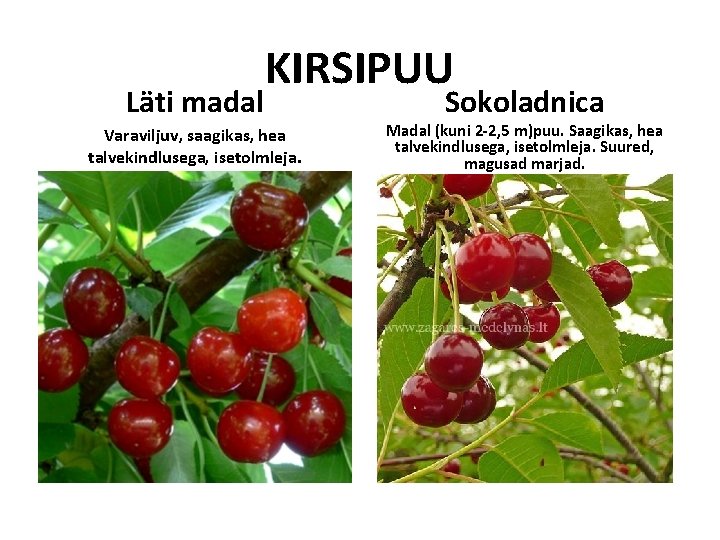Läti madal KIRSIPUU Varaviljuv, saagikas, hea talvekindlusega, isetolmleja. Sokoladnica Madal (kuni 2 -2, 5 Läti madal KIRSIPUU Varaviljuv, saagikas, hea talvekindlusega, isetolmleja. Sokoladnica Madal (kuni 2 -2, 5