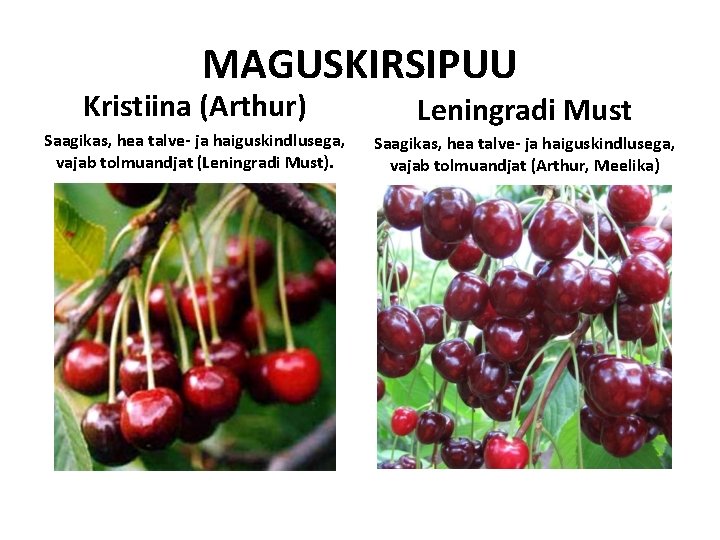 MAGUSKIRSIPUU Kristiina (Arthur) Leningradi Must Saagikas, hea talve- ja haiguskindlusega, vajab tolmuandjat (Leningradi Must). MAGUSKIRSIPUU Kristiina (Arthur) Leningradi Must Saagikas, hea talve- ja haiguskindlusega, vajab tolmuandjat (Leningradi Must).